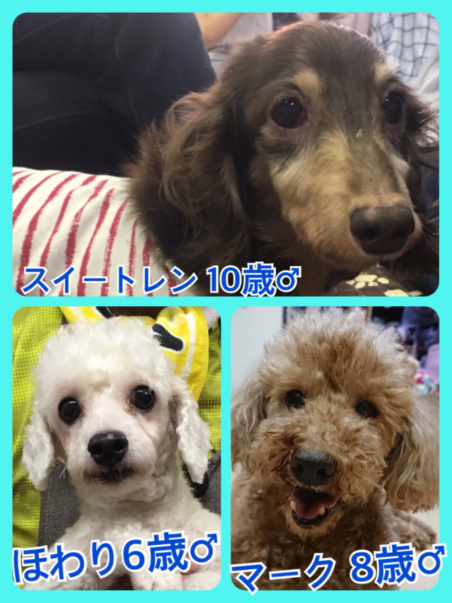 🐾今日の里親様募集中ワンコ🐶メンバーです🐾2019,8,5